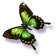 the emerald butterfly